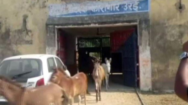 Indian donkey.JPG