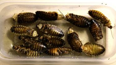 Insects-30-day-nwb.jpg