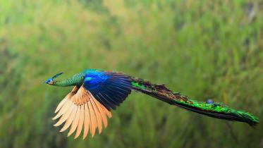 IUCN.jpg