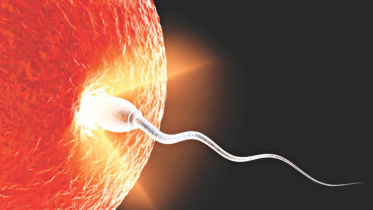 ivf feritlity.jpg