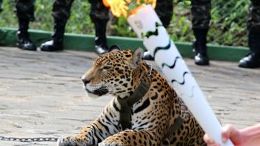 The female jaguar Juma escaped its handlers after the Olympic torch relay ceremony in Rio