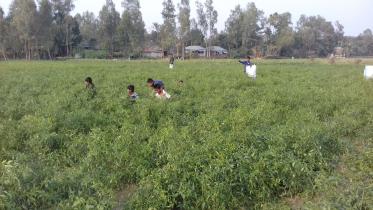 jamuna char.jpg