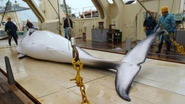 Japanese whaling
