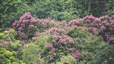 Jarul flowers.jpg