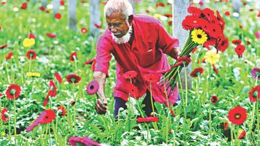 A grower plucks flowers