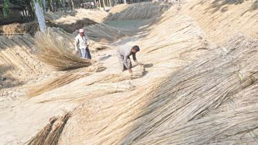Kans grass.jpg