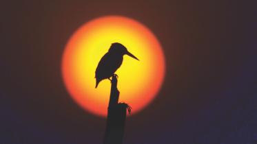 King Fisher
