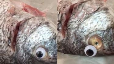 kuwait-fish-web.jpg
