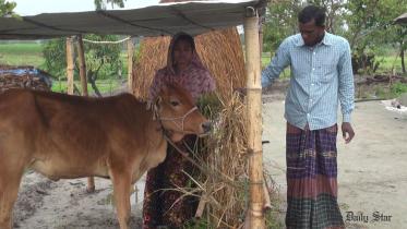 Fodder crisis hits cattle rearing