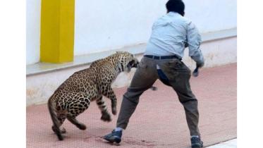 LeopardWB.jpg