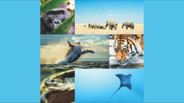 life on earth.jpg