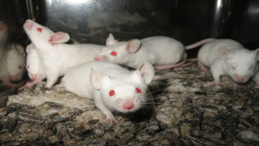 Lightmatter_lab_mice.gif