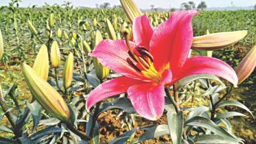 Blooming Liliums