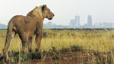 Lion.jpg