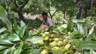 Litchi-web.jpg