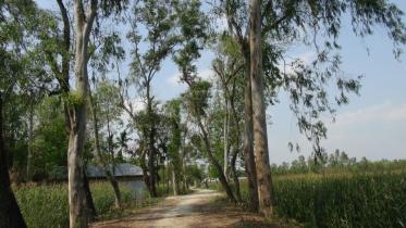 live trees auction.jpg