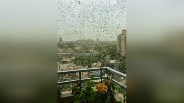 Locust.jpg