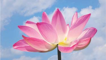 Lotus