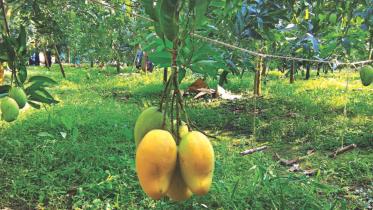mango.jpg