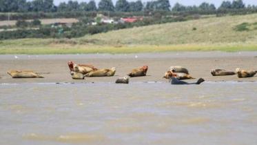 Marine-mammals.jpg