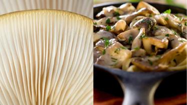 Mashroom