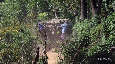 Loggers remove trees
