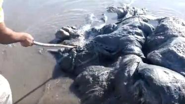 Mexican sea monster