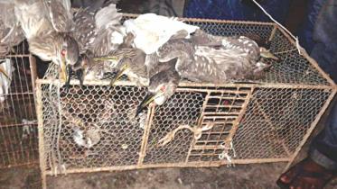 migratory birds