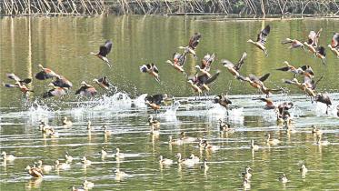 Migratory Birds
