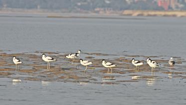 migratory birds