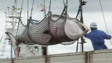 minkewhalejapan.adapt_.1190.1.jpg