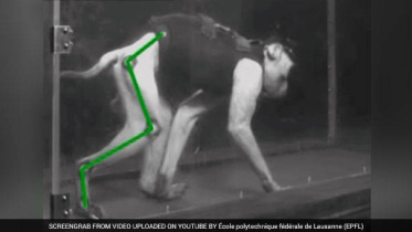 Monkey.jpg