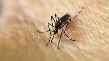 Mosquito-1.jpg