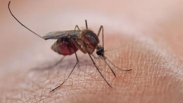 mosquito-web.jpg