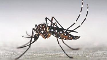 mosquito.jpg