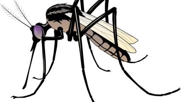 mosquto.jpg