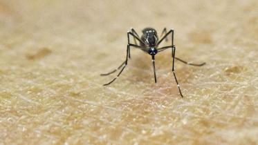 mosqutoes.jpg