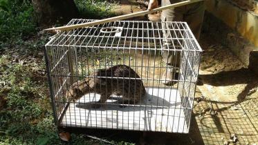 Moulvibazar fishing cat