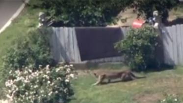 Mountain-lion-web.jpg