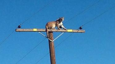 mountain lion.jpg