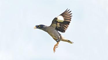 Myna.jpg