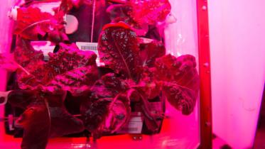 NASA-veggie1WB.jpg