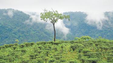 nature.jpg