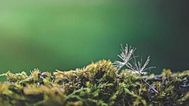 nature.jpg