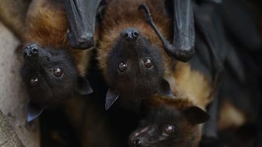 Nipah virus