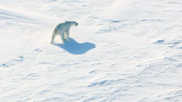 north-pole-afp2-wb.jpg