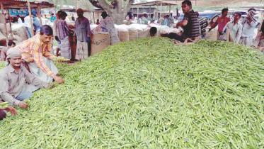 okra-yeild.jpg