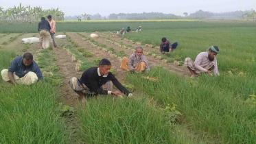 onion farming 1.jpg