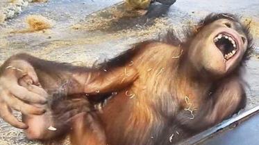 Orangutan.JPG