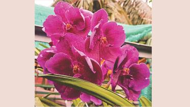 Orchid.jpg